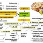 Chorea. Changes in the functioning of the nervous system with chorea 