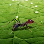 The ant in the Bible is an example of hard work for all the lazy (Prov. 6:6-8)