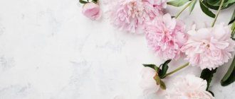 The meaning of peonies according to feng shui